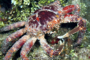 Channel Clinging Crab by Herbert Dubois 